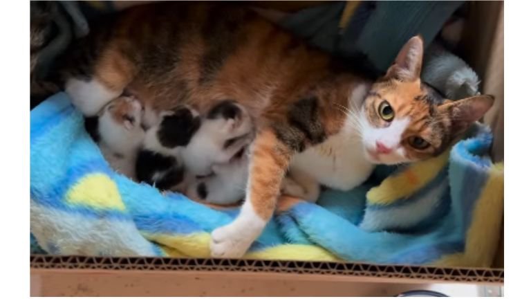 母猫と子猫