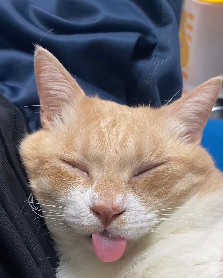 舌を出して寝る猫