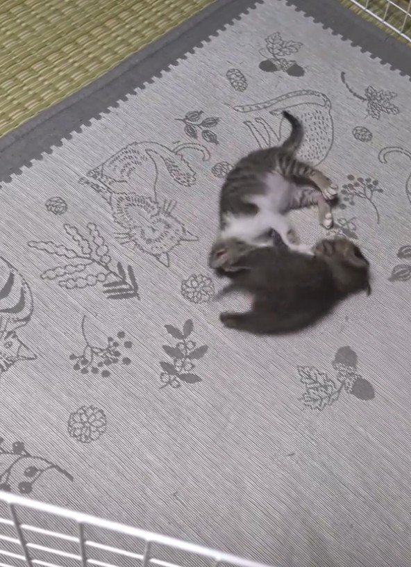 蹴り合う2匹