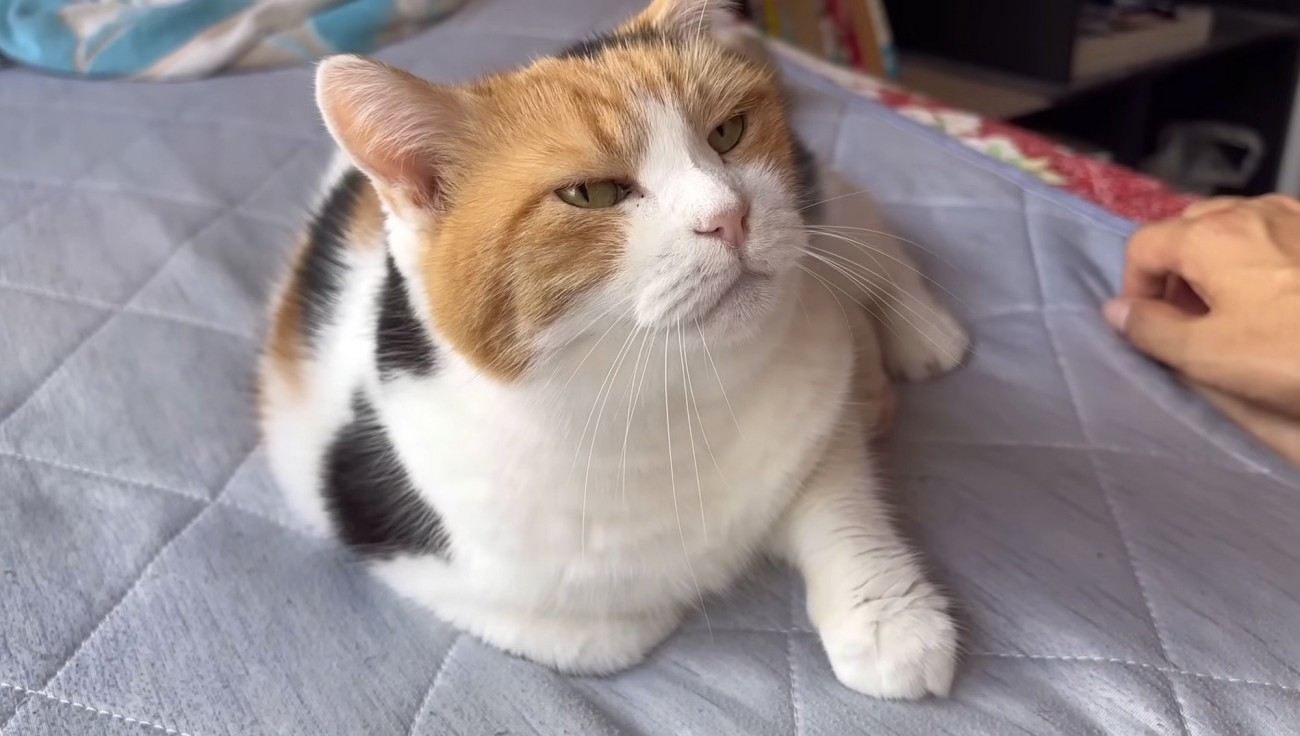 催促するような顔