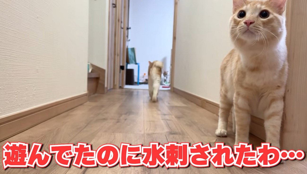 警戒した様子の猫