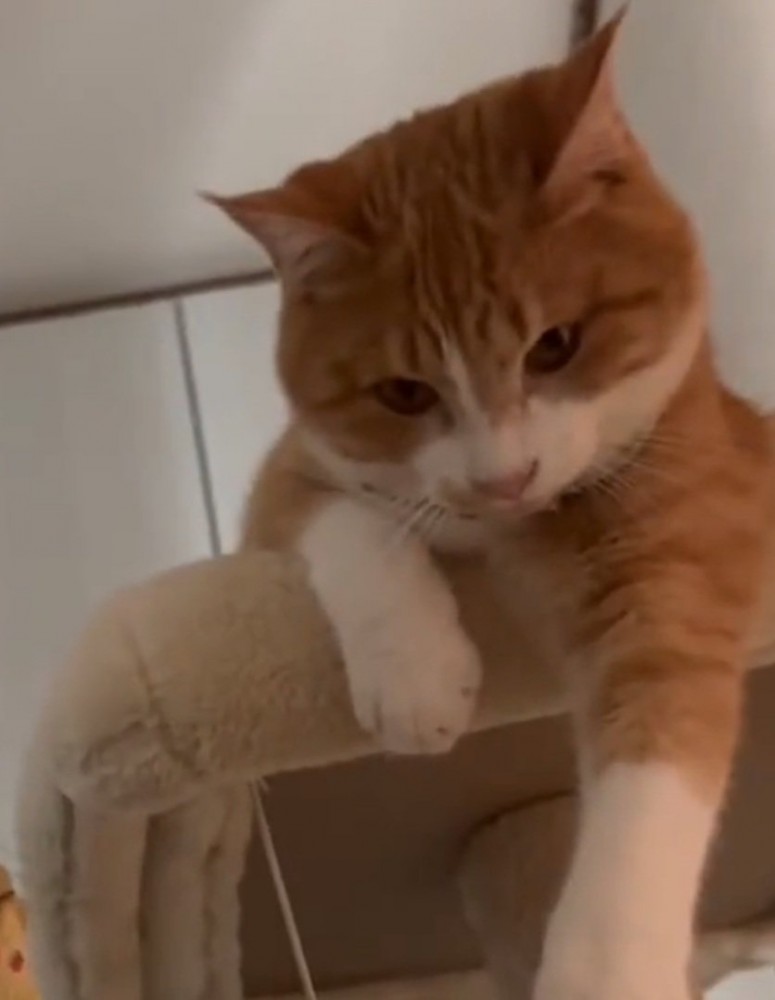 考え事をする猫