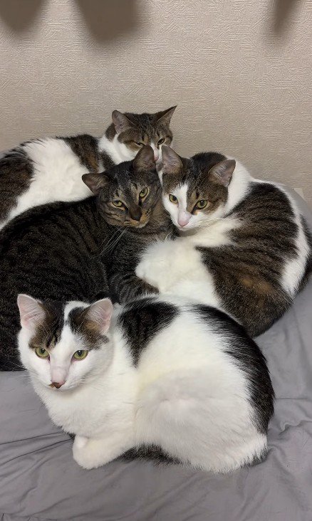 4匹の猫