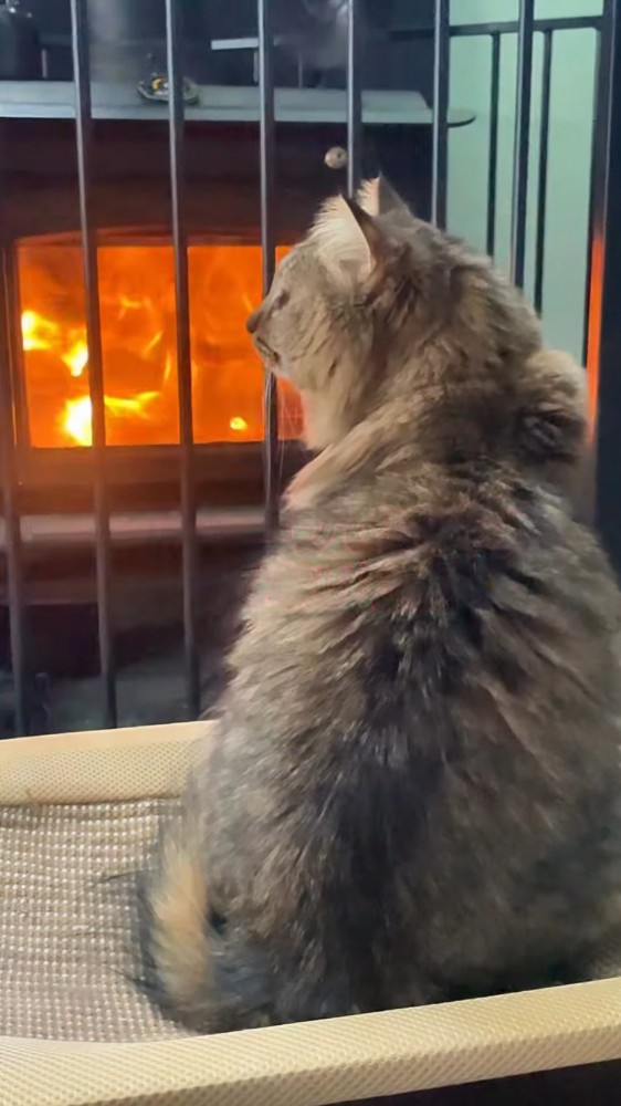 ストーブの前に座る猫
