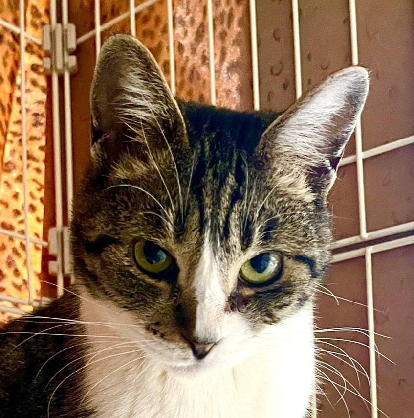 ふっくらした猫の顔