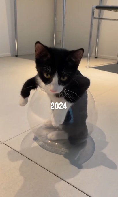 金魚鉢の中に入っているハチワレ子猫