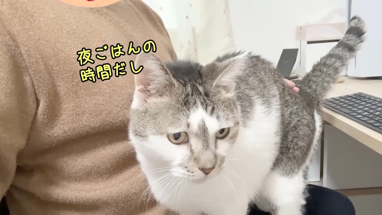 夜ごはんの時間だし