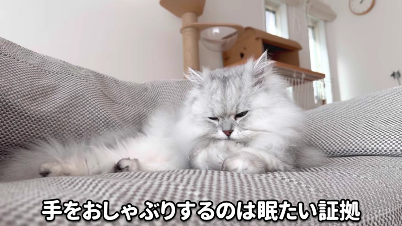 前足をおしゃぶりするモルンさん