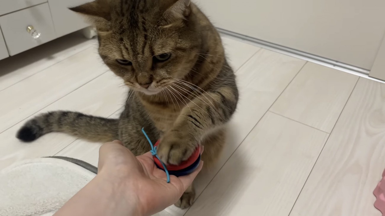 カスタネットを鳴らす猫の写真1