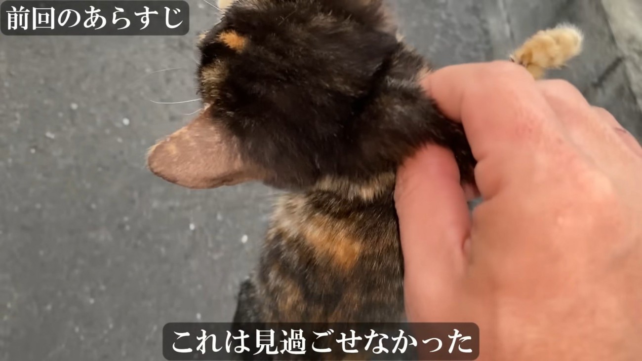 首をつかまれている子猫