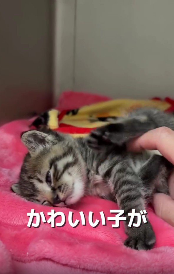 なでられている猫