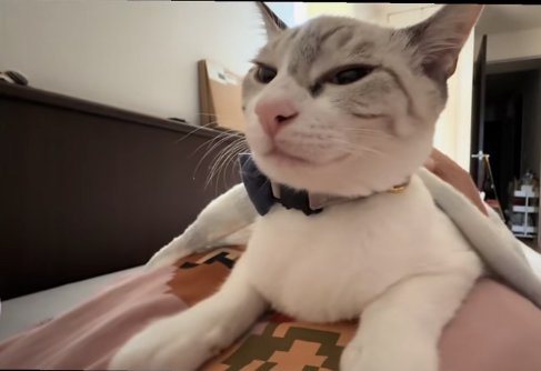 飼い主の体の上で伏せて半目になっている猫