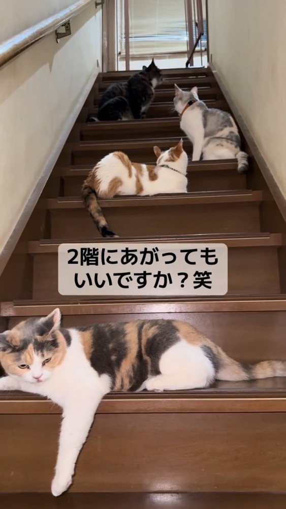 階段に座る猫たち