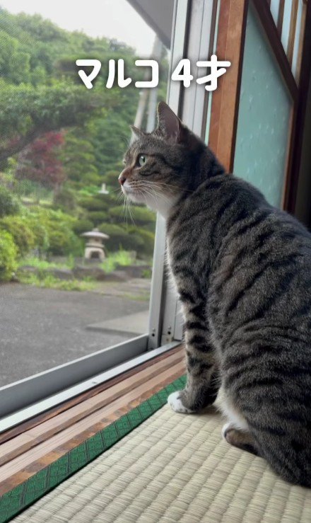 窓から外を眺める猫