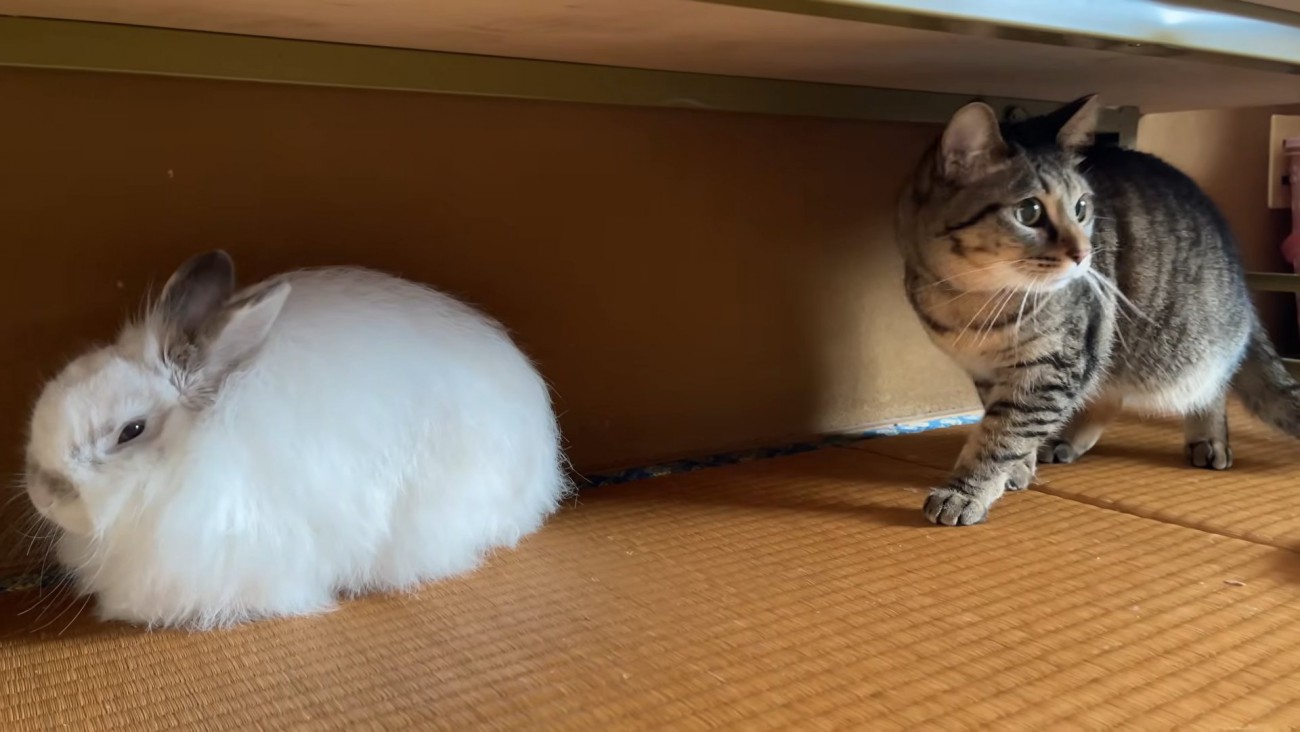 振り向く猫