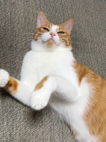 仰向けで目を細める猫