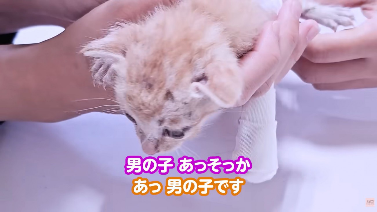 テロップ「男の子」