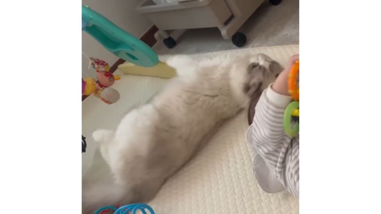 室内にいる猫と赤ちゃん