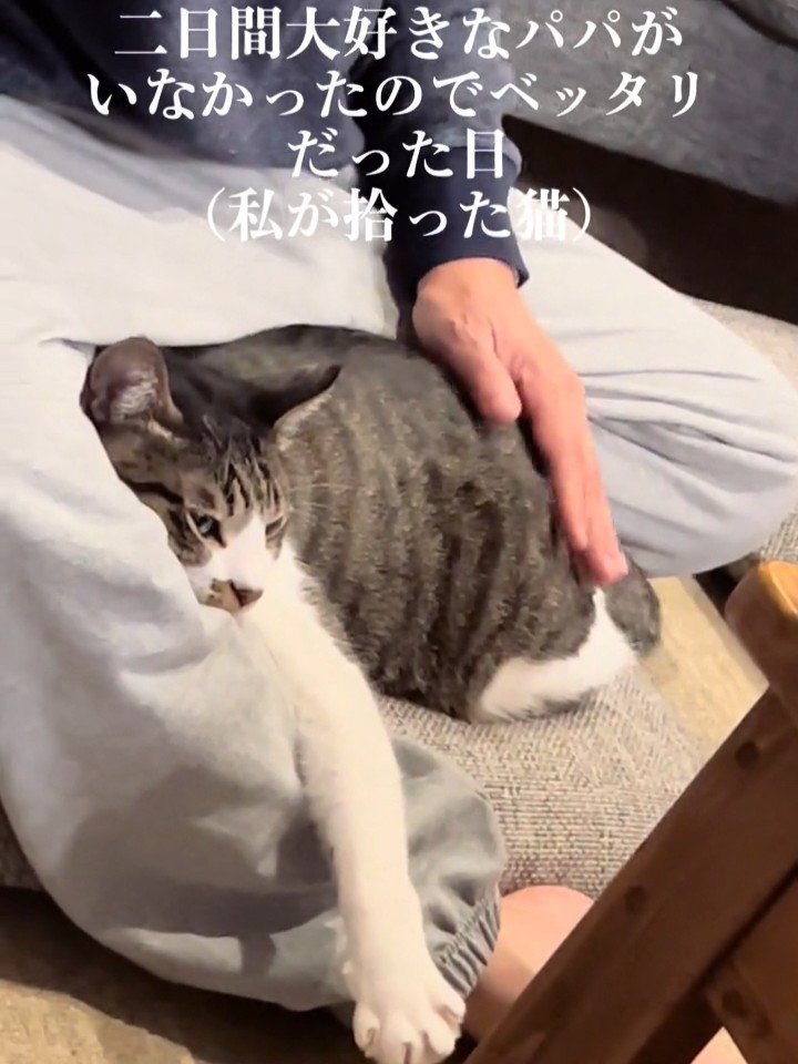 背中をなでられる猫