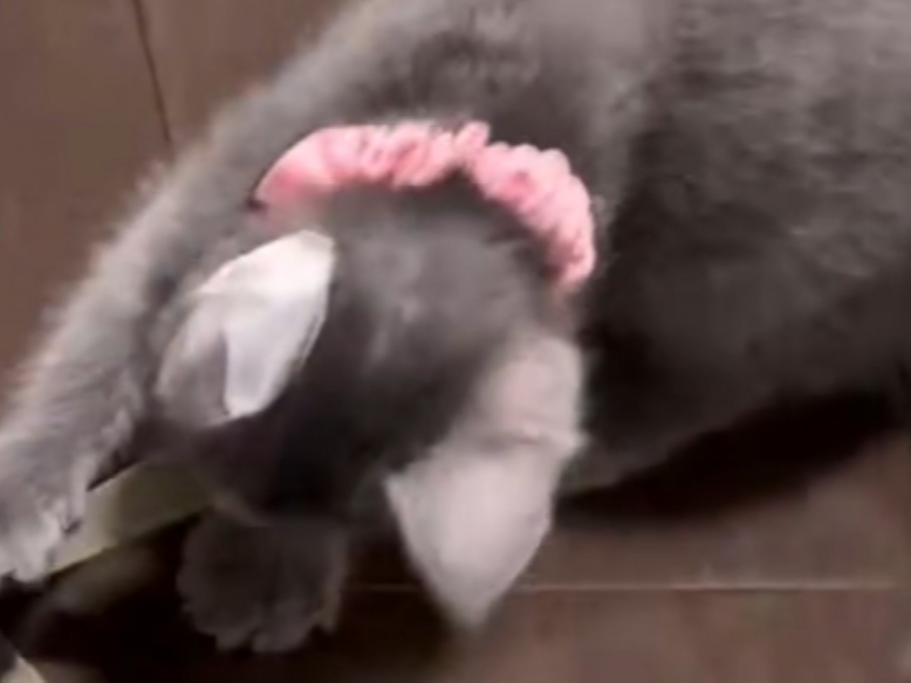 紐を引っ張る子猫（首輪：ピンク/以下：ピンク）