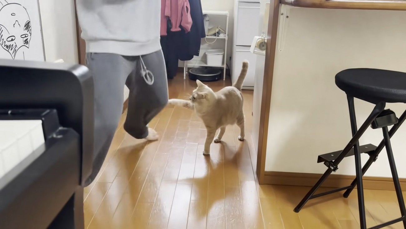 男の子の膝に左前脚で触れる猫ちゃん