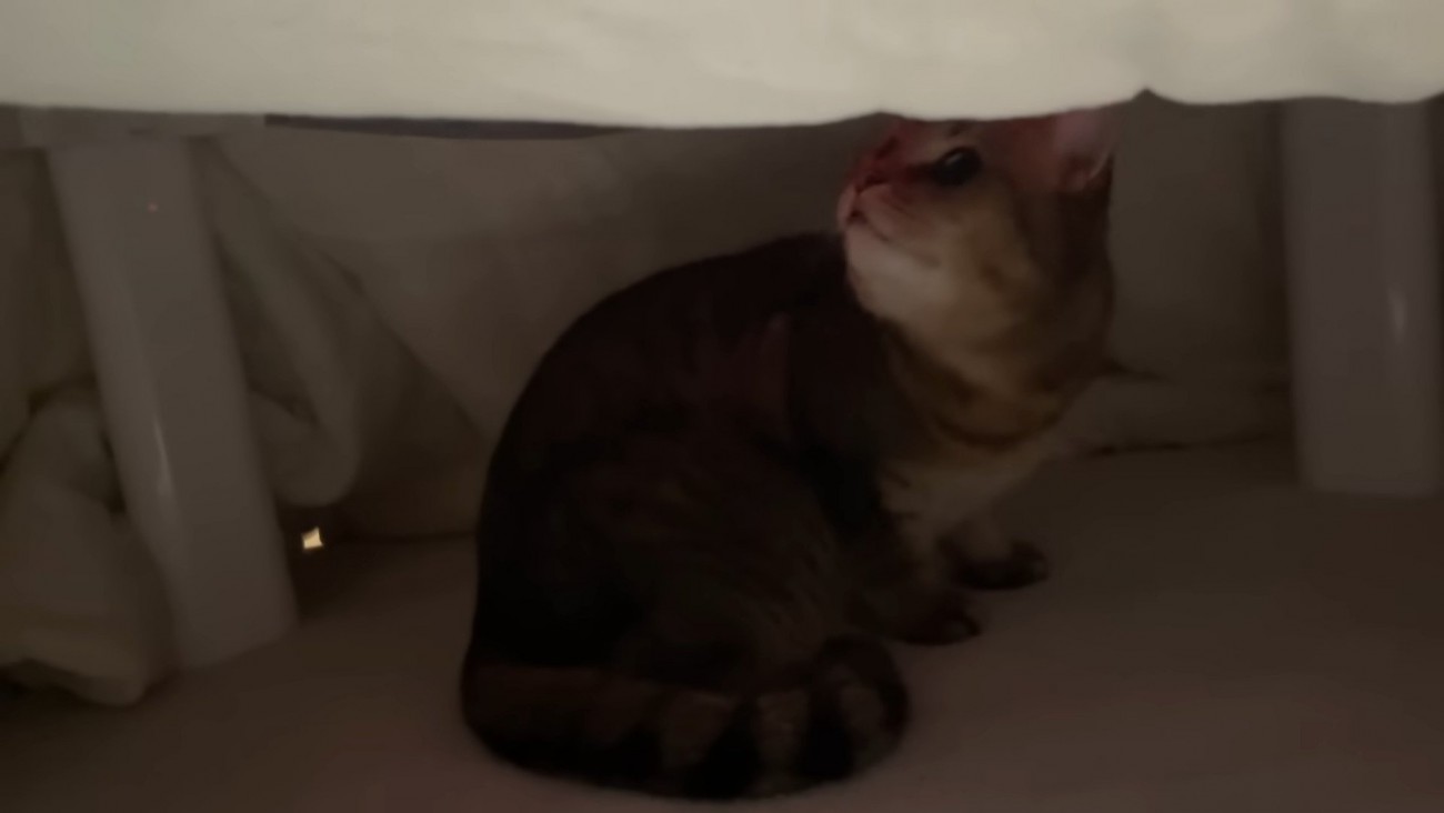 見上げるみにらくん