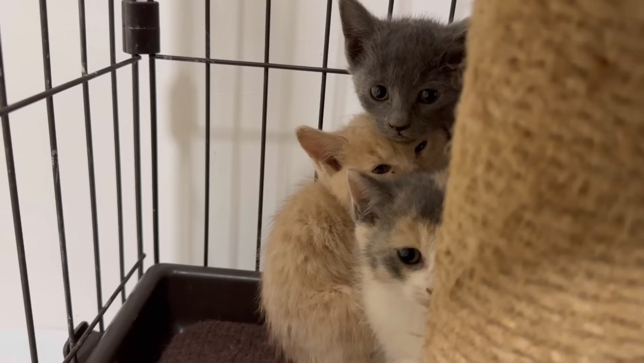 隠れる子猫たち