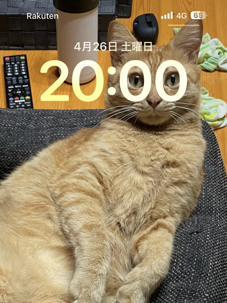 壁紙写真のゆたくん