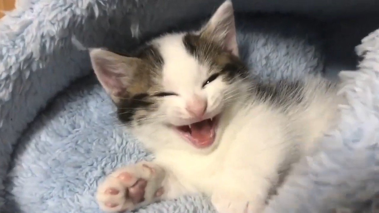 鳴き声を上げて(さらに目を細めた顔)