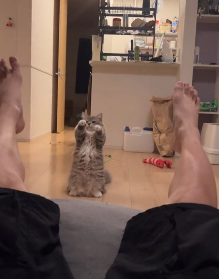両手を上げる猫