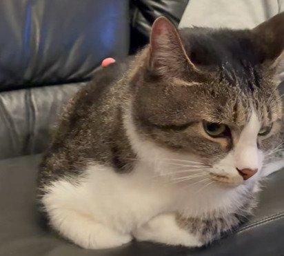 ソファに香箱座りする猫4