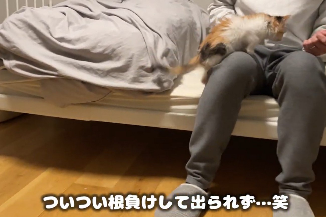 膝に乗る子猫（ついつい根負けして出られず…笑）