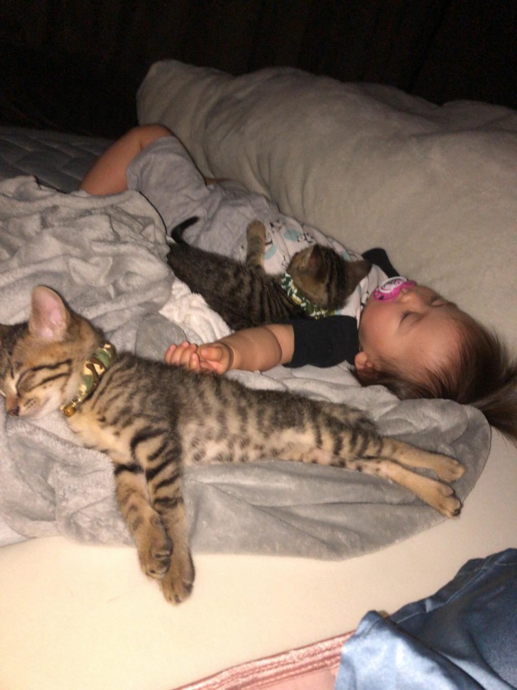 眠る赤ちゃんと子猫