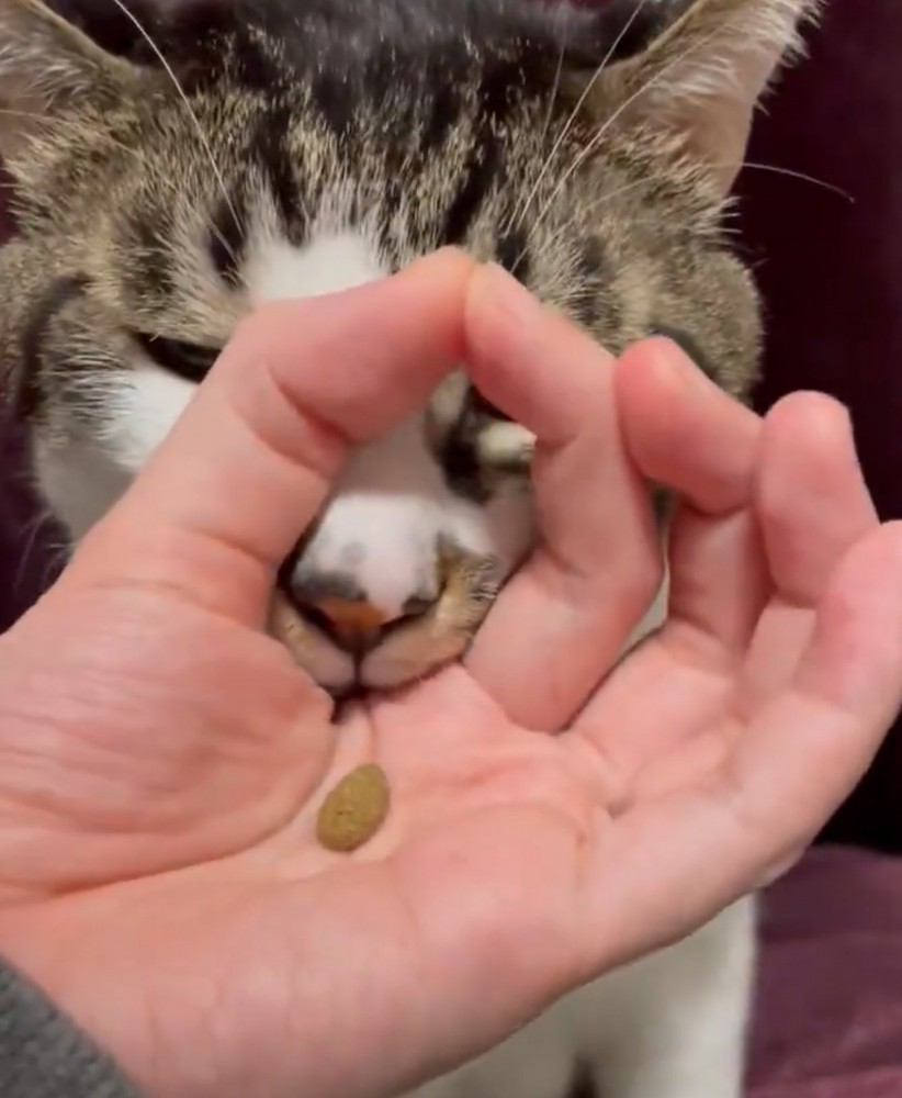 輪っかに口を入れる猫