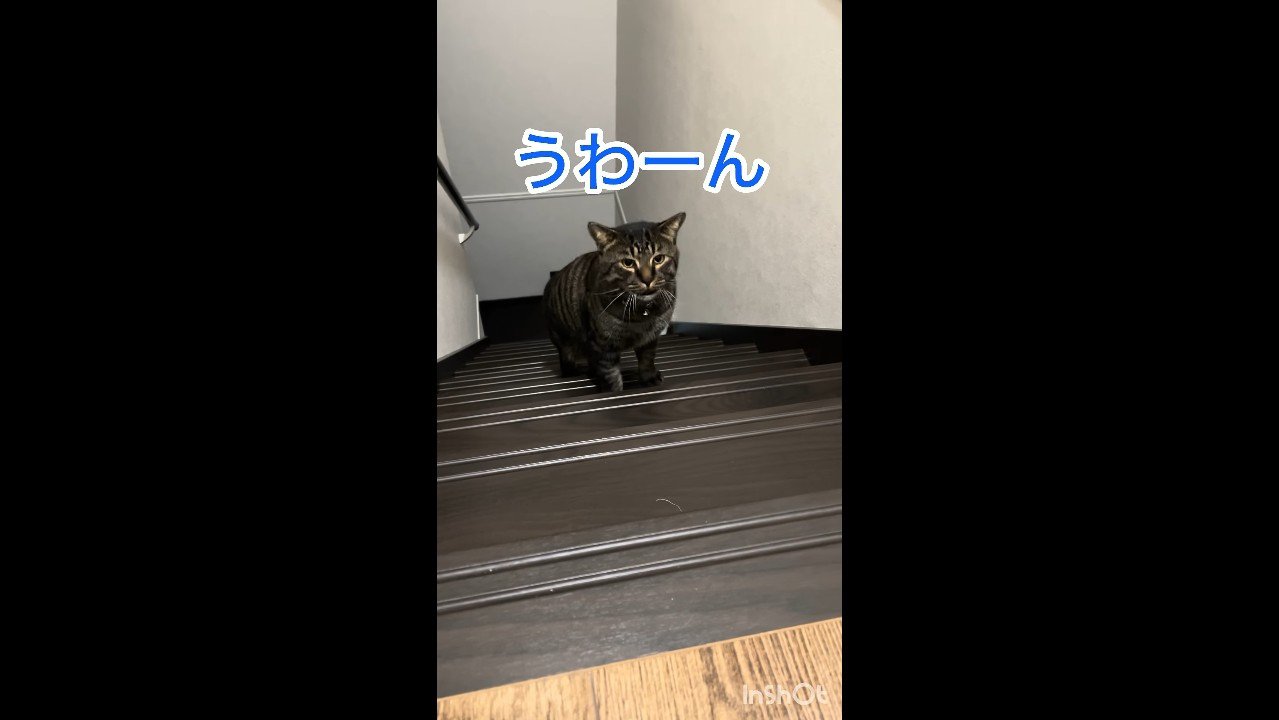 うわーん