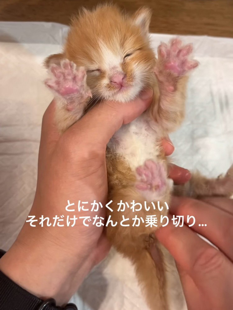 目を閉じてお尻を拭かれる子猫