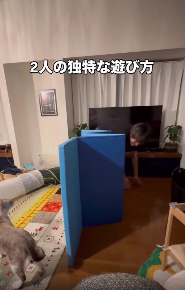 遊んでいる猫とパパさん