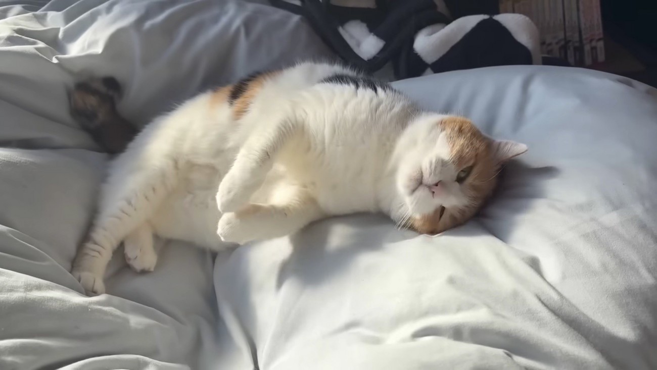 甘えたそうなミケ