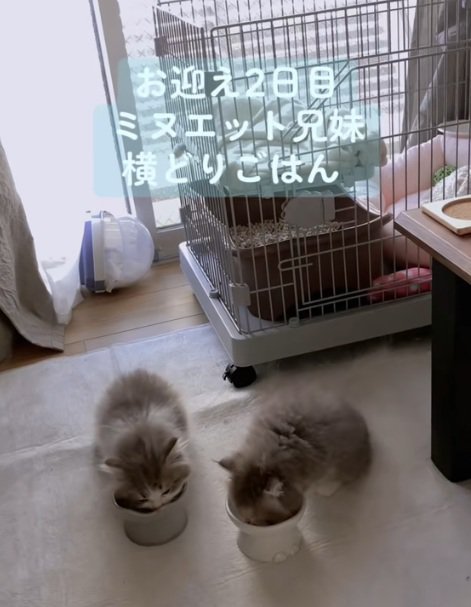 ご飯をたべる2匹のミヌエットの子猫