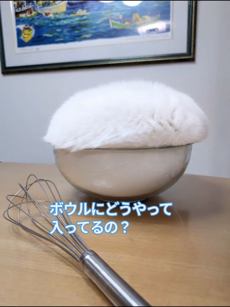 泡立て器とボウルに入った猫