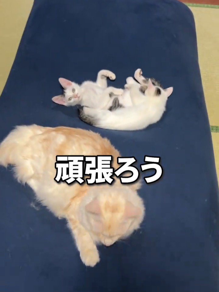 クッションに乗る3匹の猫
