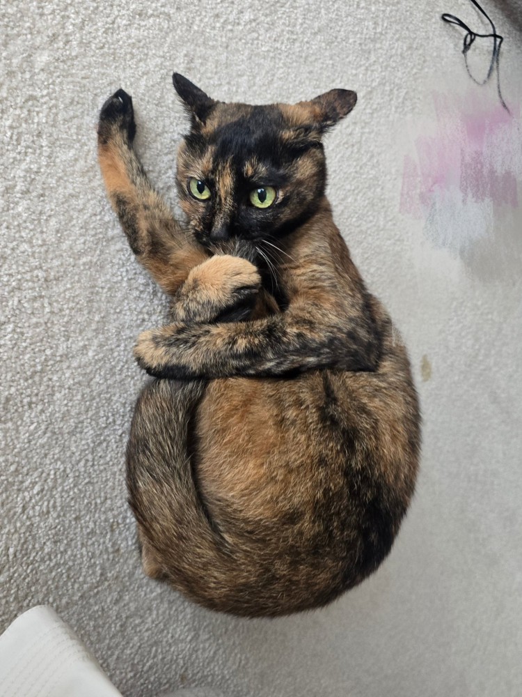 自分の体を抱きかかえてしっぽの毛づくろいをしている猫