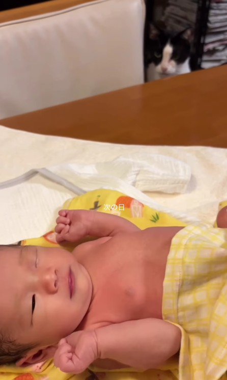 赤ちゃんを見ている猫