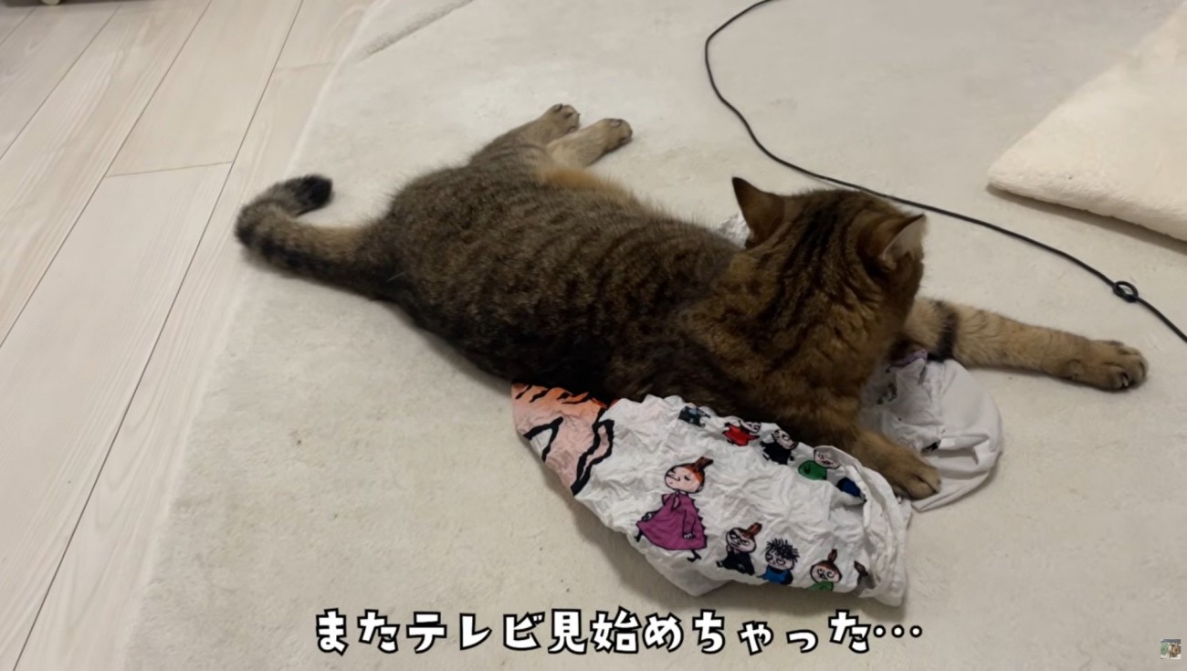 エコバッグの上で寝そべっている猫