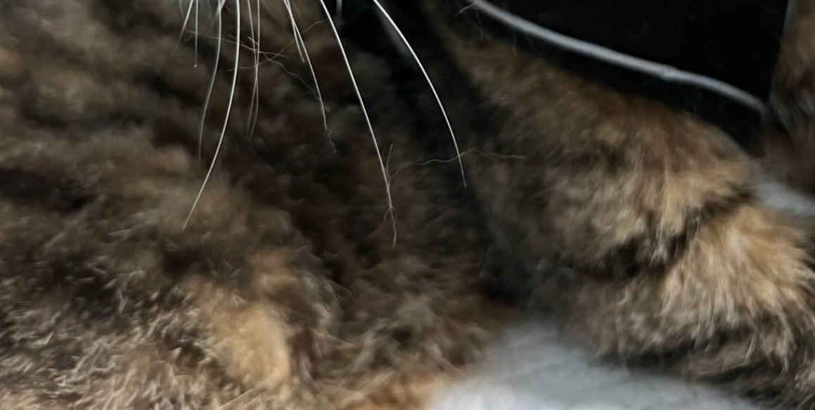 猫の体
