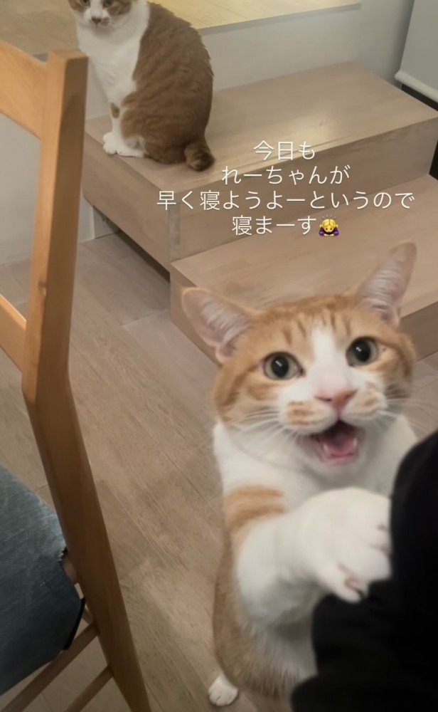 ママをベッドに誘う茶白猫と後ろの階段に座る茶白猫