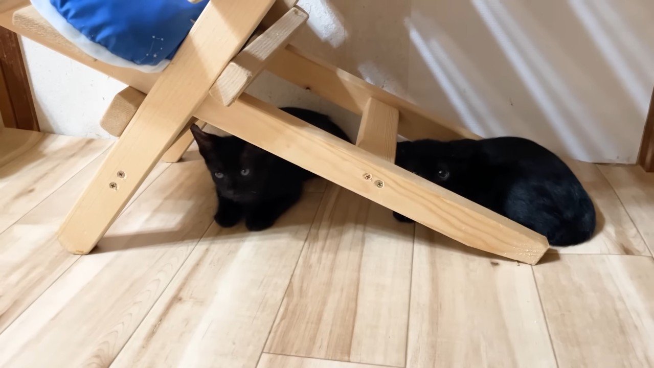 隠れる子猫姉弟