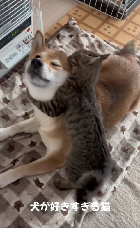 子猫に耳を齧られている左目を瞑った柴犬