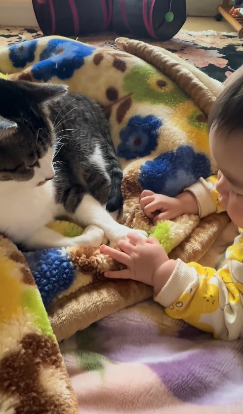前足を触る赤ちゃんを見つめる猫