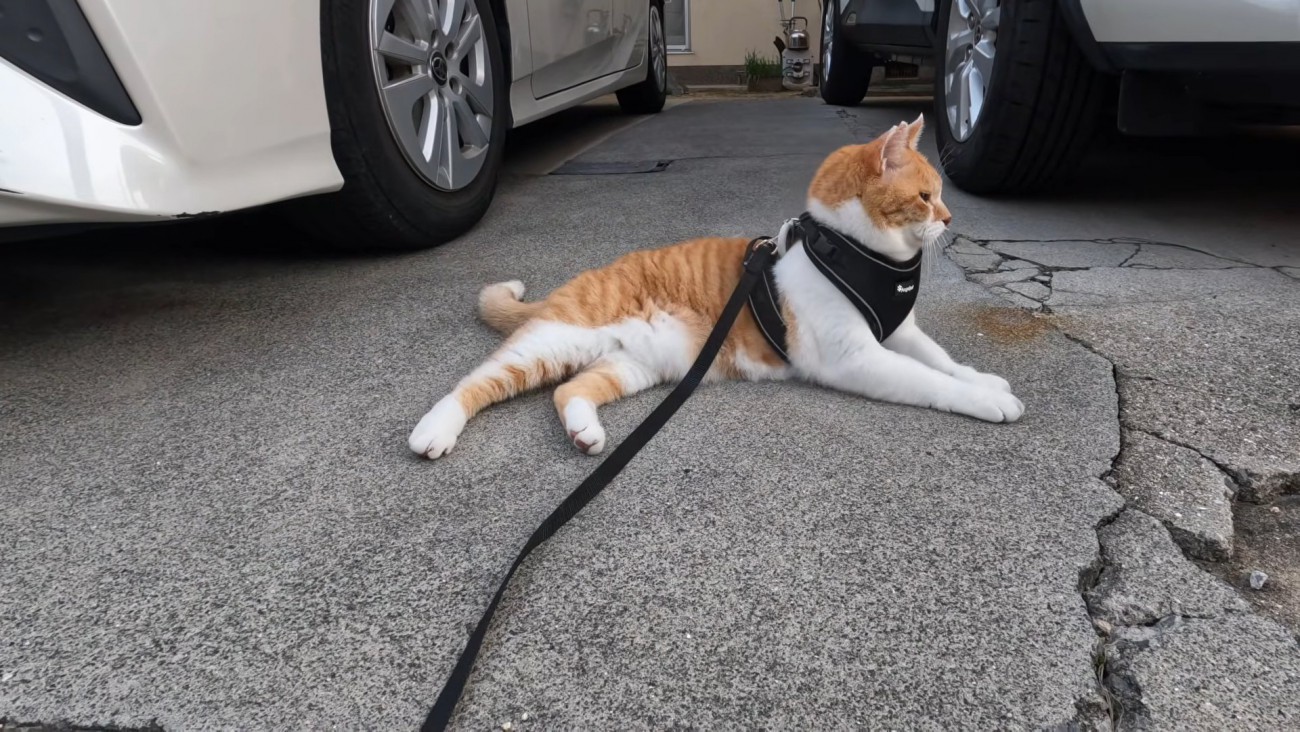 寝そべる猫